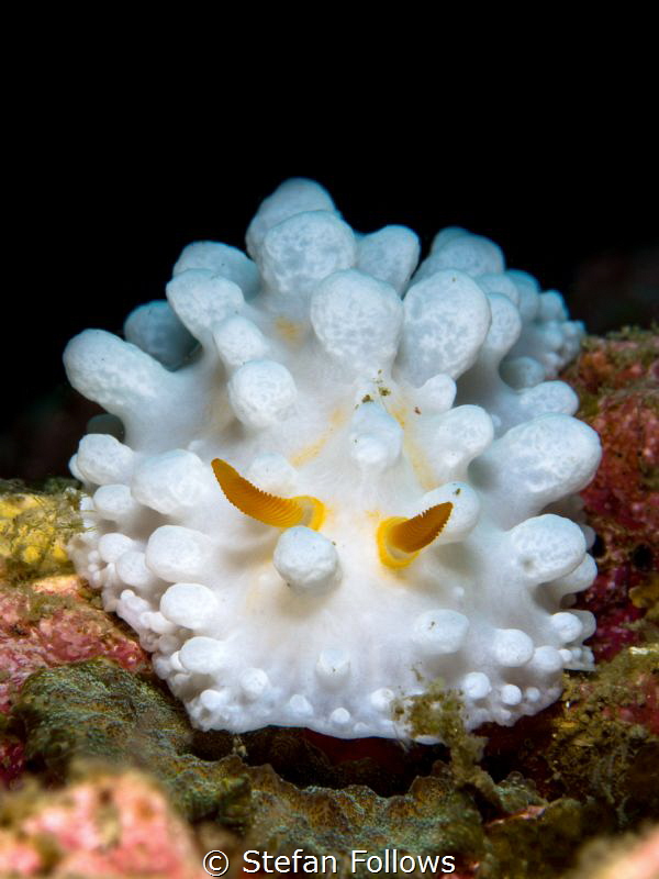 Knobs and Dials 

Nudibranch - Phyllidia ocellata

An... by Stefan Follows 