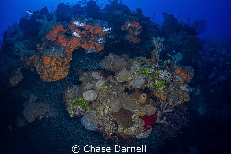"Game On"
As the Silversides pack tightly around the out... by Chase Darnell 