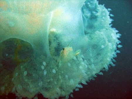 Filefish babies hiding in a jellyfish by Gordana Zdjelar 