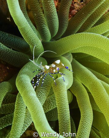 Any one for a clean up? Here i found a spotted cleaner sh... by Wendy John 