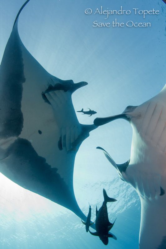 Mantarays dance, Isla San Benedicto Mexico by Alejandro Topete 