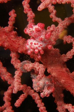 Twin Pygmys Lembeh 2005 by Brad Cox 