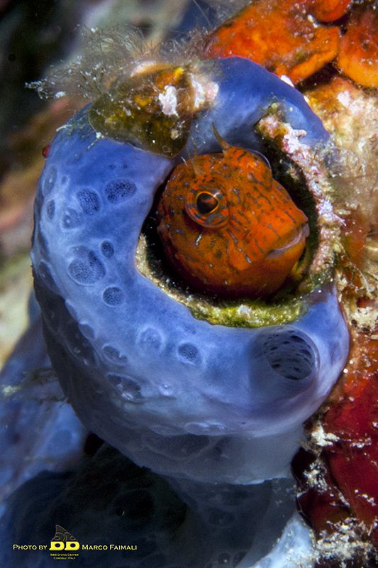 Peep from my sponge! by Marco Faimali (ismar-Cnr) 