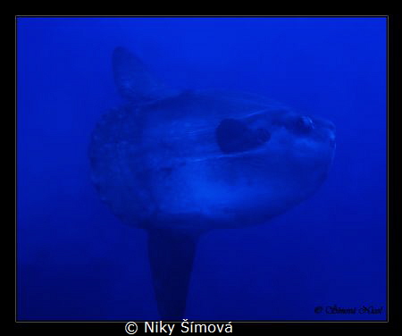 MOLA MOLA in Croatia :-O by Niky Šímová 