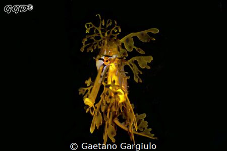 leafy frontal shot by Gaetano Gargiulo 