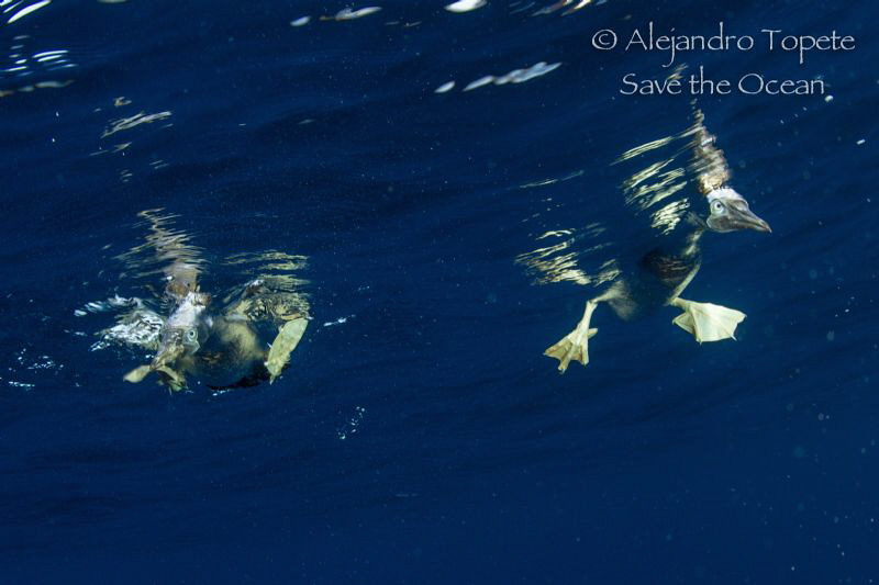 Two birds wathing, San Benedicto Mexico by Alejandro Topete 