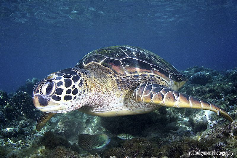 Turtle at Apo Island by Iyad Suleyman 