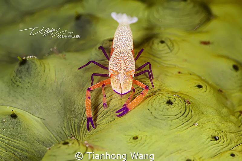 NEW CARPET by Tianhong Wang 