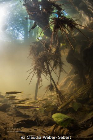 Perdsbach - small stream in germany by Claudia Weber-Gebert 