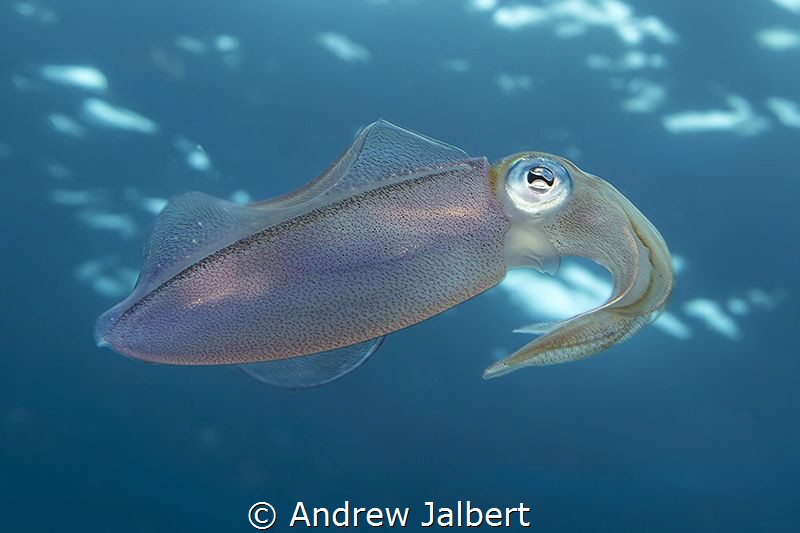 Reef squid, Molasses Reef, Key Largo, Florida. Shot withi... by Andrew Jalbert 