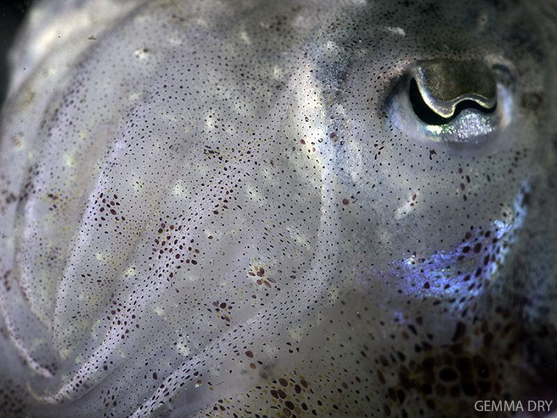 Juvenile cuttlefish - Hakskeen Reef - Hermanus by Gemma Dry 