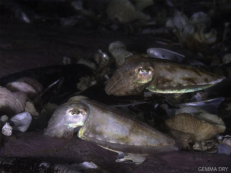 Juvenile cuttlefish on Hakskeen Reef in Hermanus - RSA by Gemma Dry 