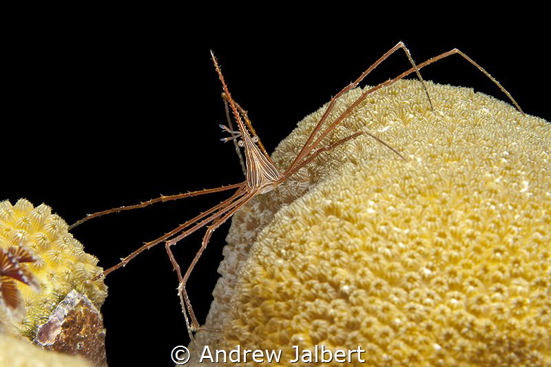 Yellowline Arrow Crab macro, Buddy Reef, Bonaire by Andrew Jalbert 