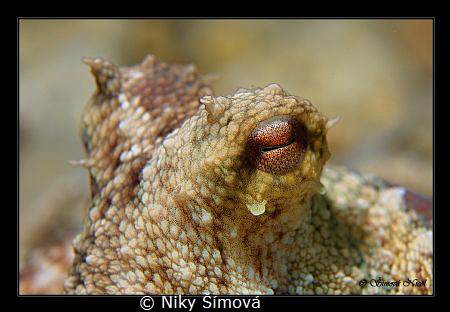Octopus eye by Niky Šímová 
