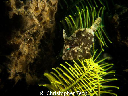 Filefish by Christopher Teoh 