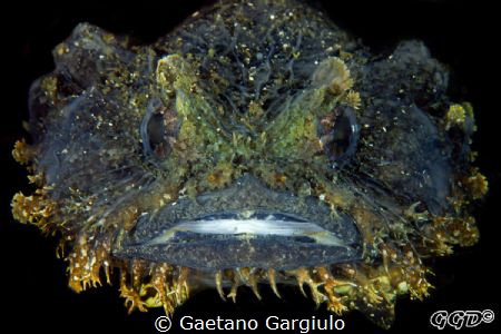Mu mum said I am beautiful!!! by Gaetano Gargiulo 