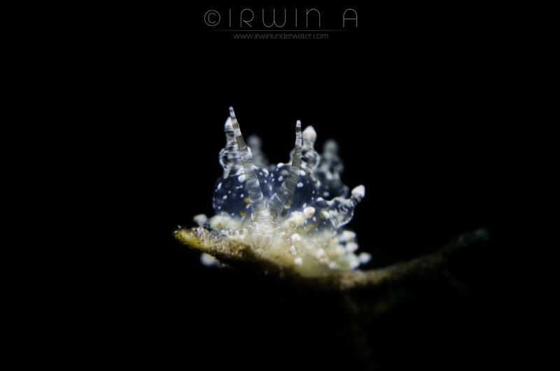 S N O O T - I T 
Nudibranch (Eubranchus ocellatus)
Tula... by Irwin Ang 