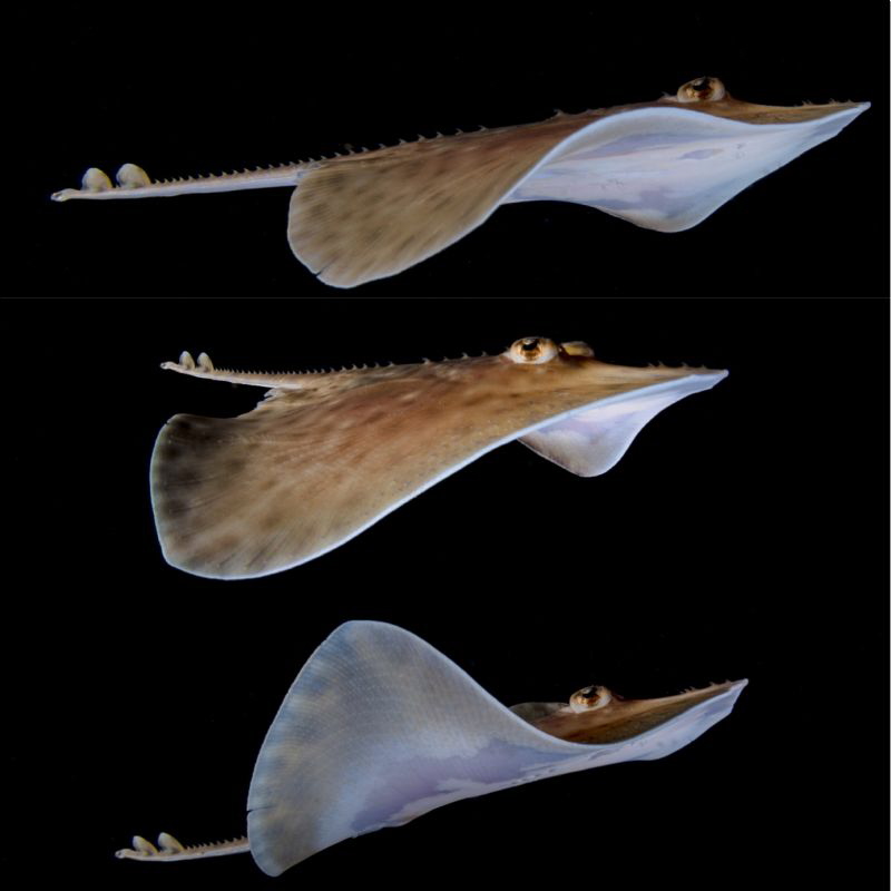 raja composition by Marco Gargiulo 