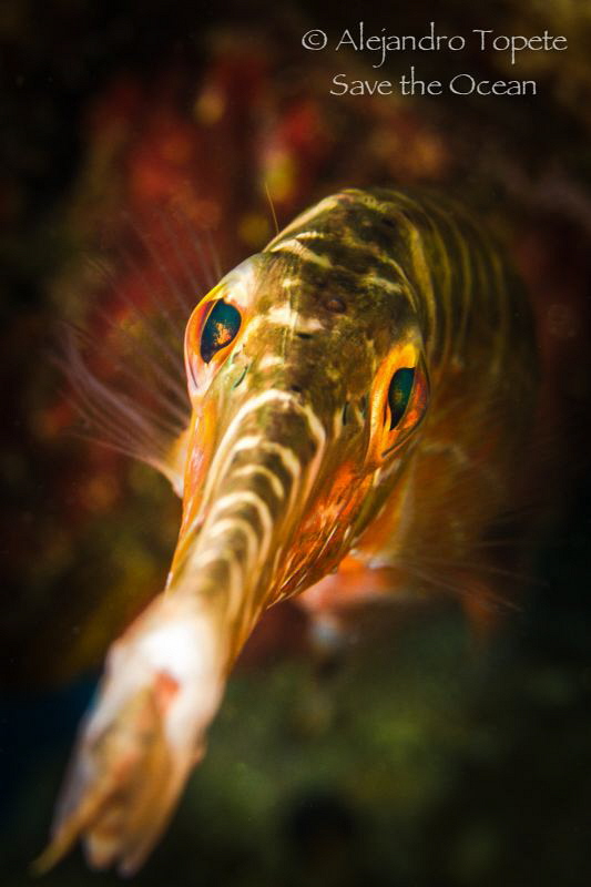 Trumpet Fish in cave, Flamingo Beach Bonaire by Alejandro Topete 