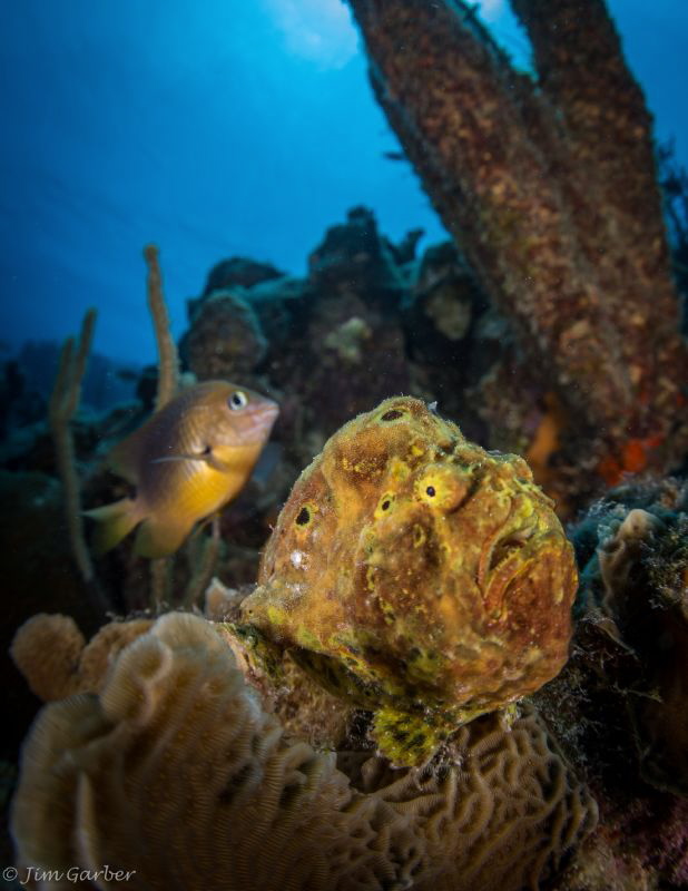Frog Fish with his Damsel bodyguard by Jim Garber 