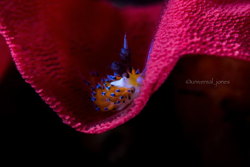 Favorinus tsuruganus on Hexabranchus sanguineus eggs by Wayne Jones 