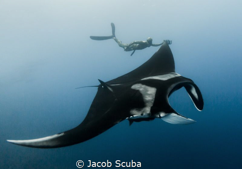 Giants of Boiler, Revillagigedos by Jacob Scuba 