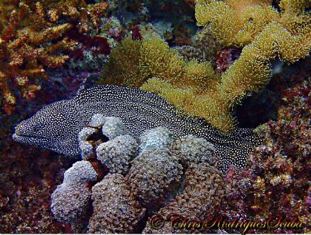 Whitemouth moray; Seychelles; Olympus TG1 by Chris Rodrigues 