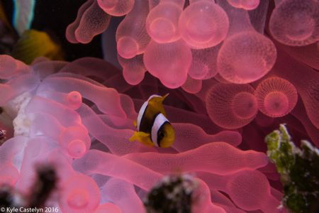 Juvenile Clark's Anemonefish (Amphiprion clarkii) Host bu... by Kyle Castelyn 