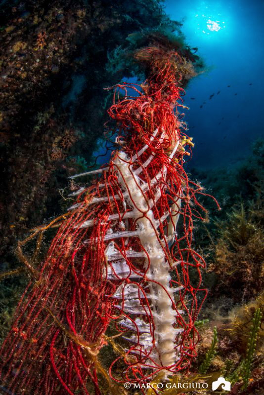 An abandoned fishing net that still fishing in the protec... by Marco Gargiulo 