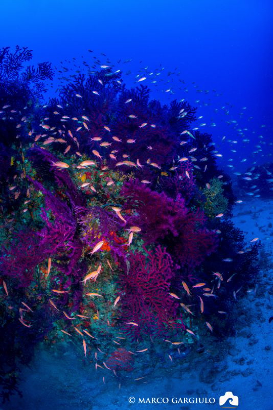 Paramuricea @ Capri Island by Marco Gargiulo 