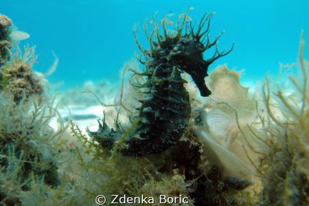seahorse by Zdenka Boric 