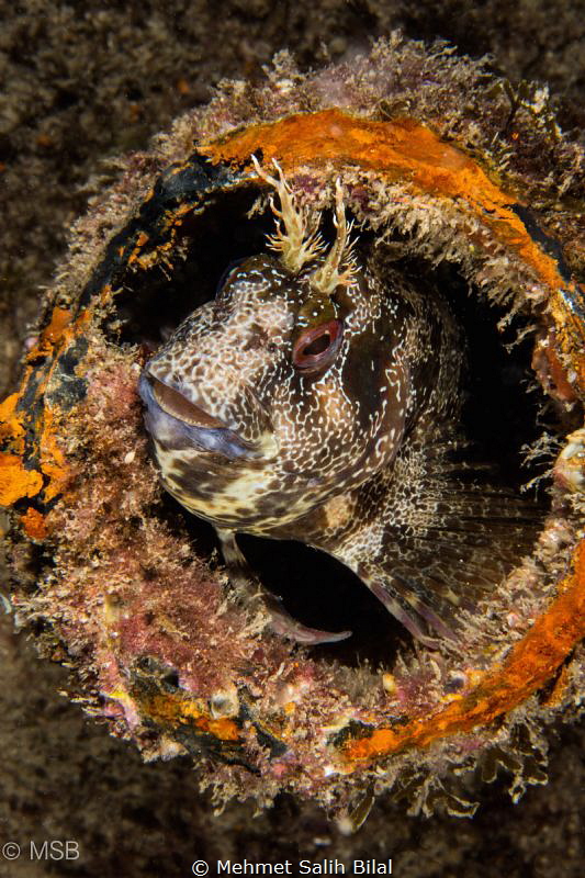 Playful blenny. by Mehmet Salih Bilal 