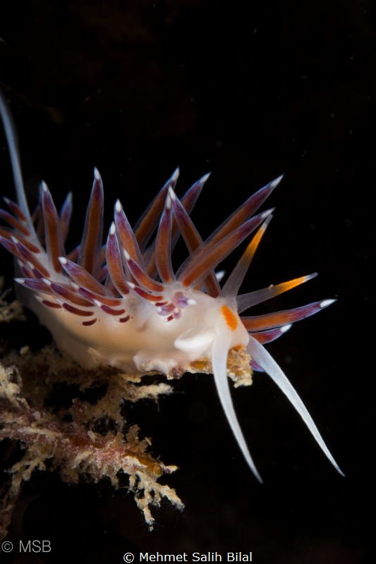 A Flabellina from Kusadasi. by Mehmet Salih Bilal 