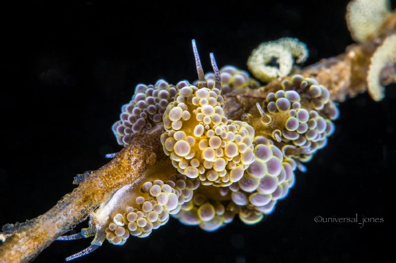 Doto ussi with egg by Wayne Jones 