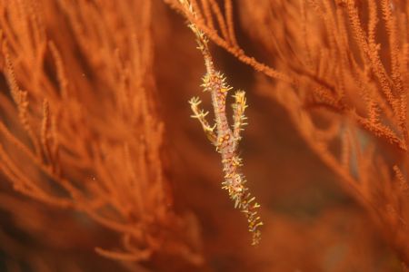Ornate Ghost Pipefish. Similan Islands, Thailand. No phot... by Charlie Bird 