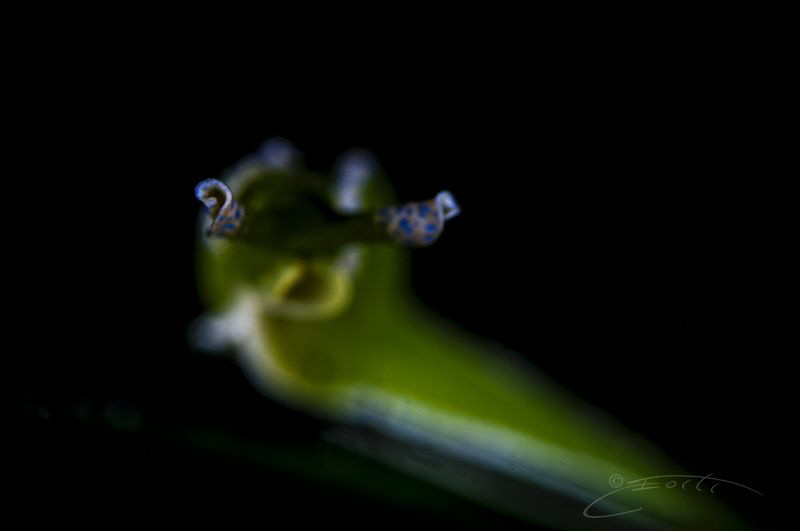 ~ Blink and You Miss It! ~ by Geo Cloete 