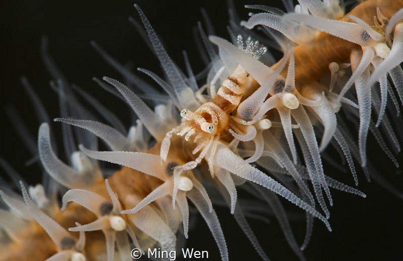 conceal by Ming Wen 