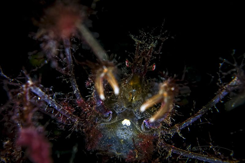 ~ I am Going to Get You ~ by Geo Cloete 