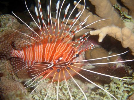 Lion Fish from Similan, Thailand by Evelyn Foo 