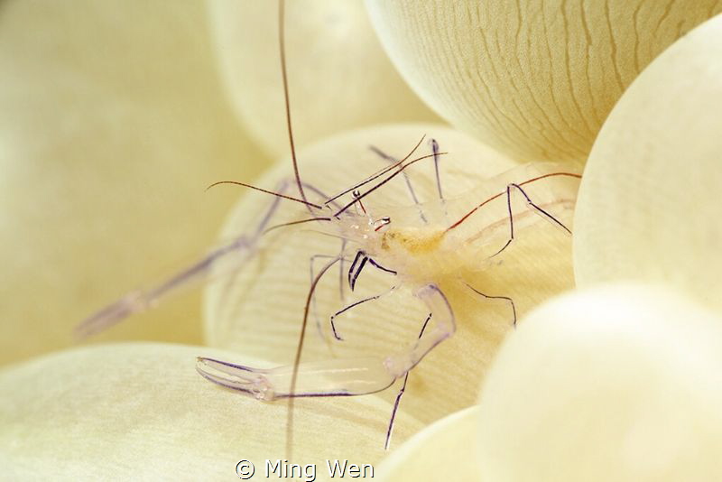 The outline by Ming Wen 