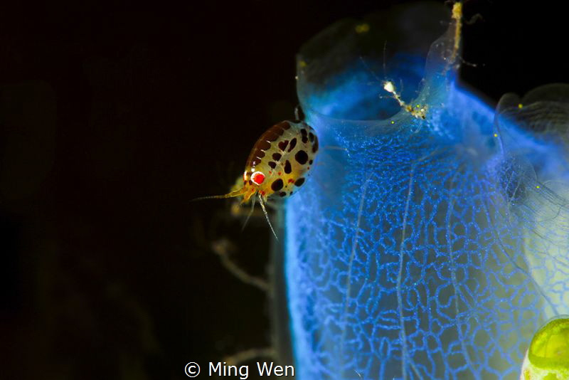 lady bug by Ming Wen 