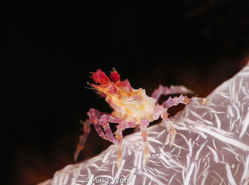 candy crab by Ming Wen 
