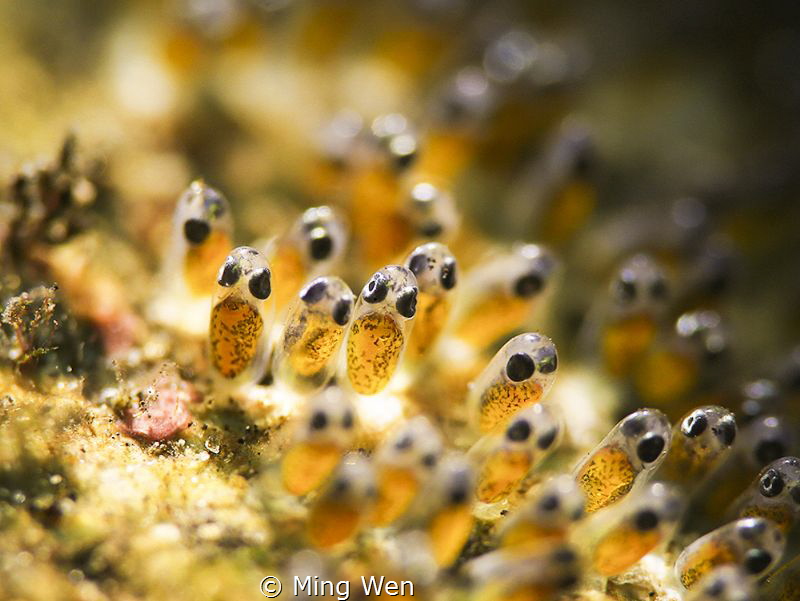 NEW LIFE by Ming Wen 
