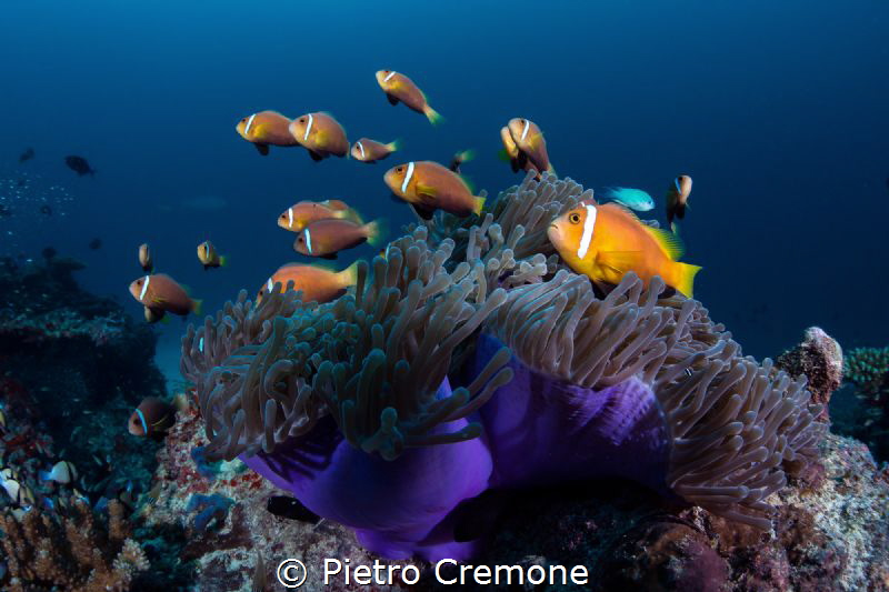 Crowded condominium. A very busy anemone with a school of... by Pietro Cremone 