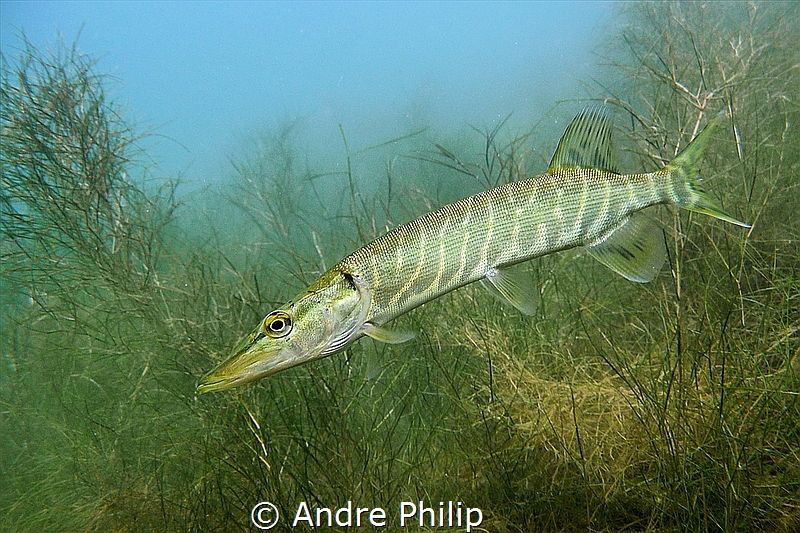 "Junior" - Young pike in a german lake by Andre Philip 