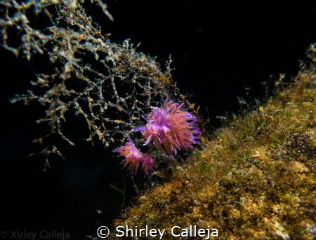 Nudibranch seen on Tugboat Rosi dive site in Cirkewwa Malta. by Shirley Calleja 
