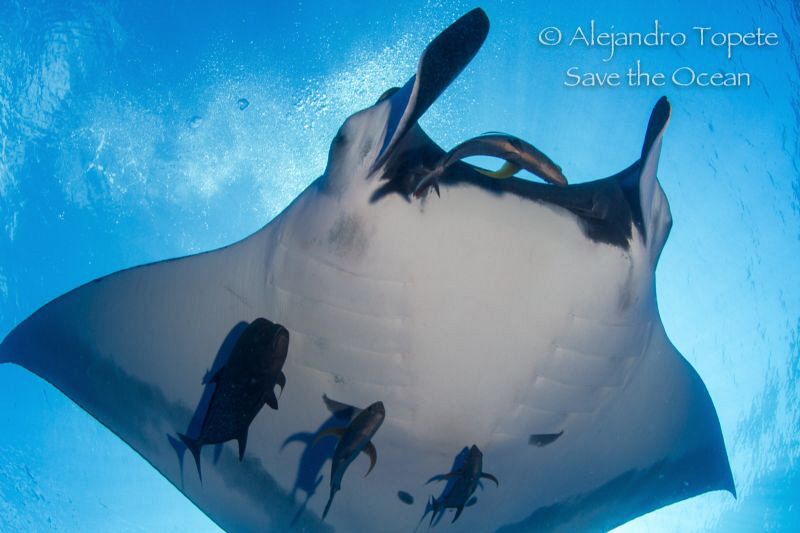 Close encounter with Mantaray, San Benedicto Mexico by Alejandro Topete 
