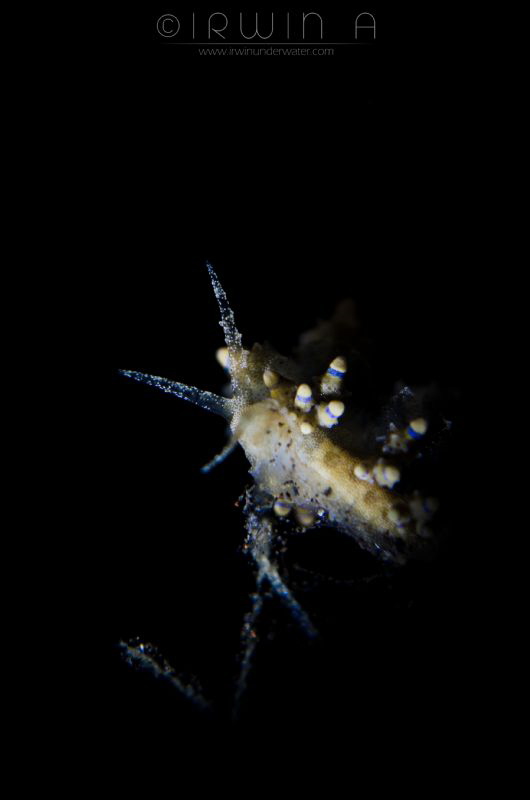 TORCH only..!!! 😬
Nudibranch (Eubranchus mandapamensis)... by Irwin Ang 