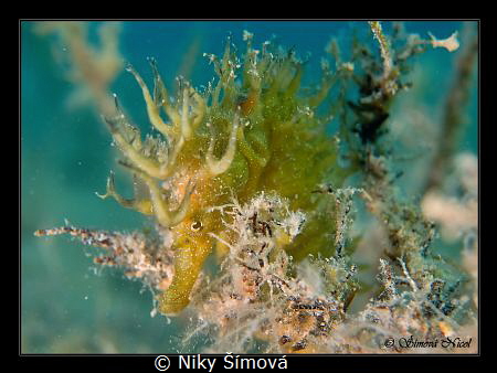 Sea horse by Niky Šímová 