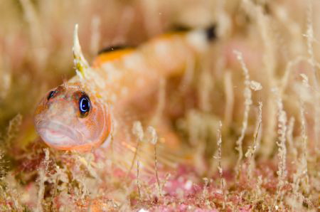 Cunningham's triplefin fish. Valparaíso, Chile. by Thomas Heran 